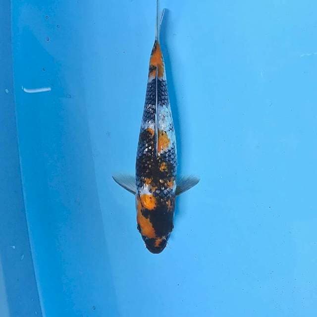 Showa Ginrin, 27 cm