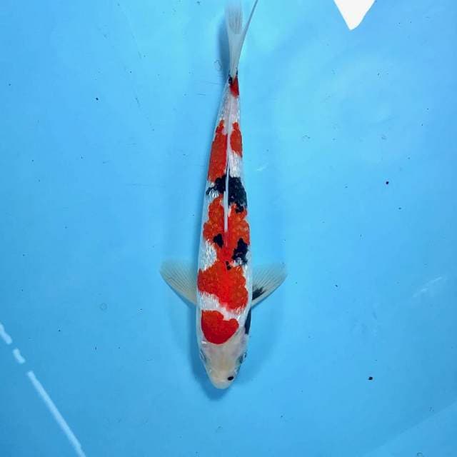 Showa Ginrin, 24 cm