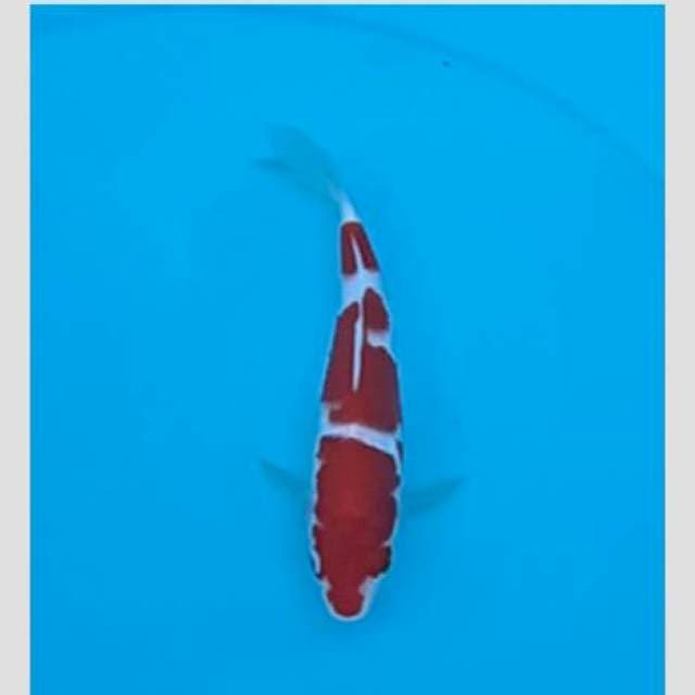 Ikan super di lelang lg🤤 (kohaku f1 merah drh 20bu)